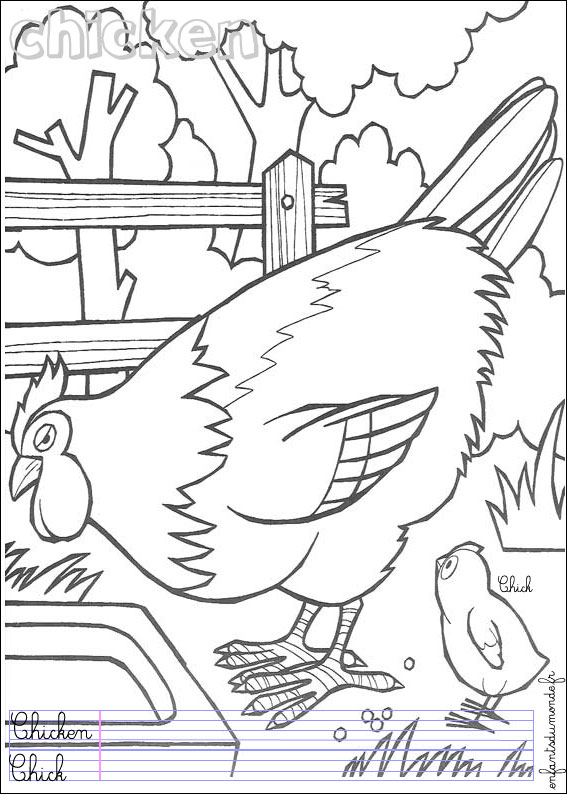 coloriage poule 3